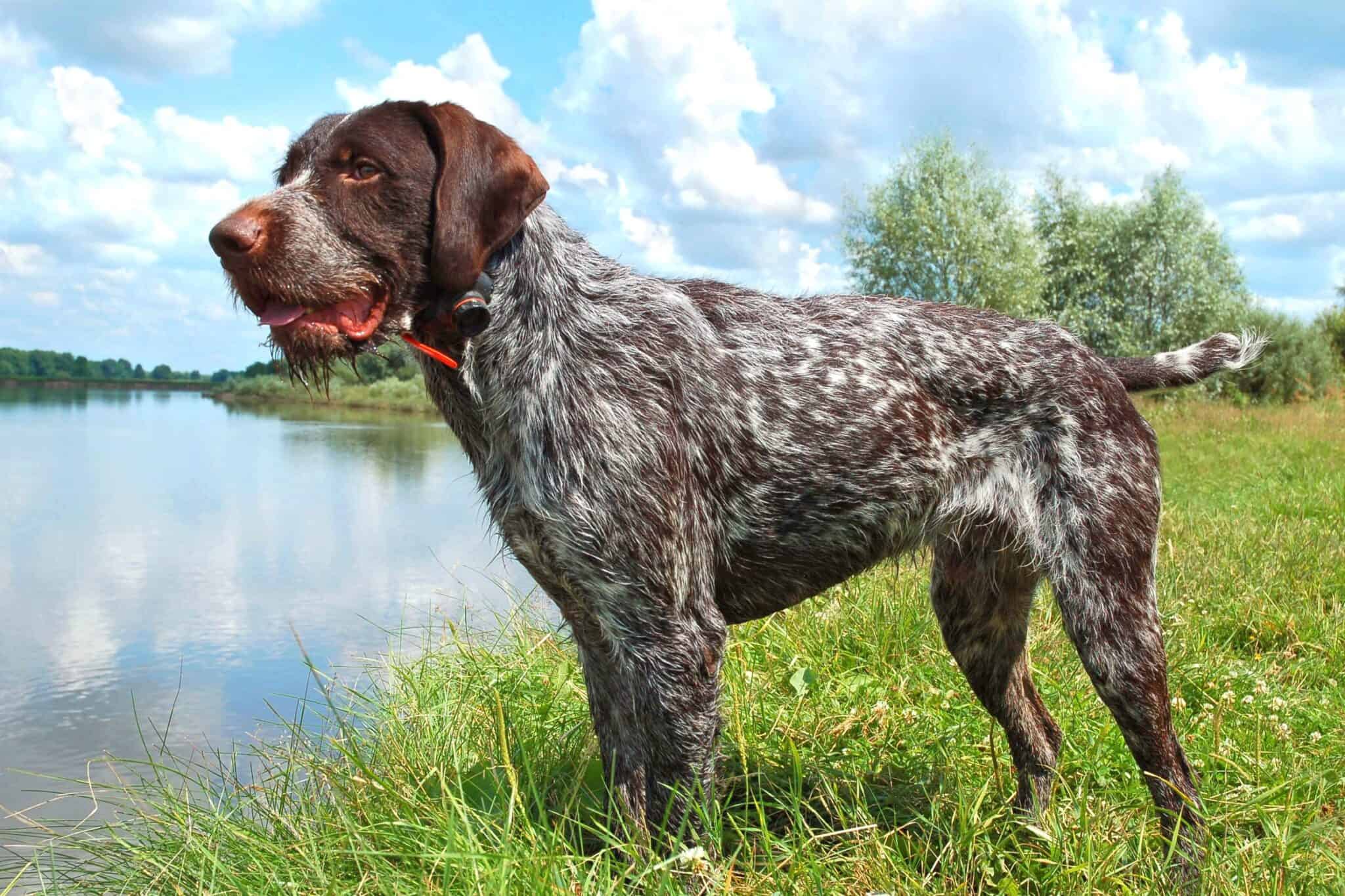 Bear Hunting Dogs 12 Dog Breeds Bred to Hunt Bears
