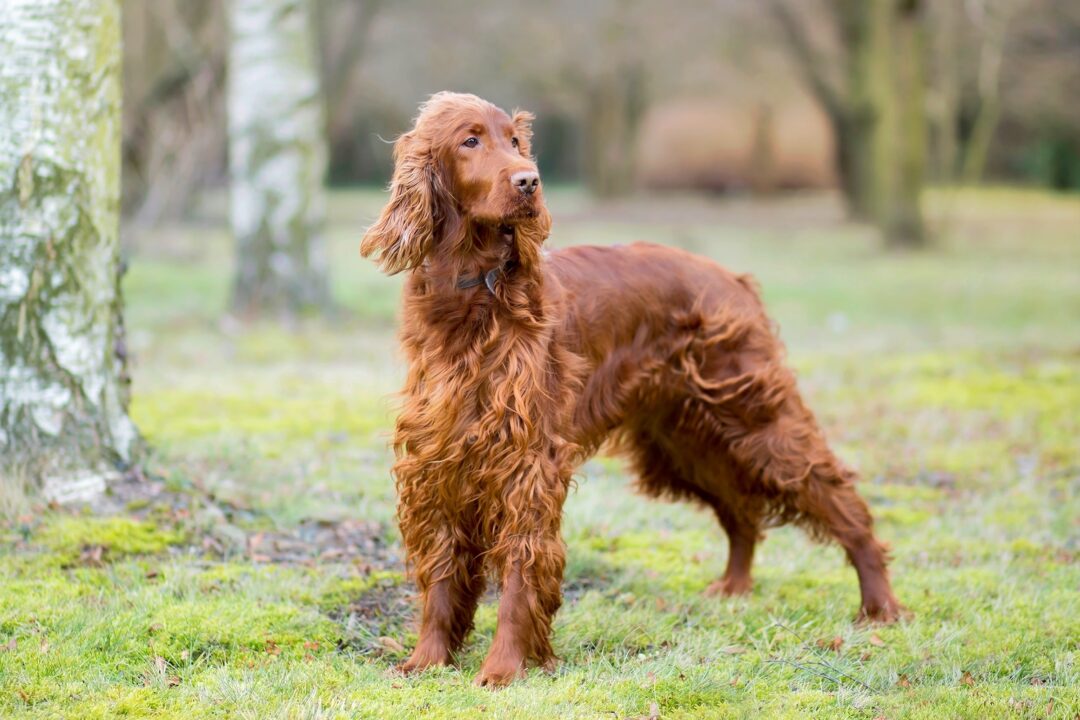 Bear Hunting Dogs 12 Dog Breeds Bred to Hunt Bears