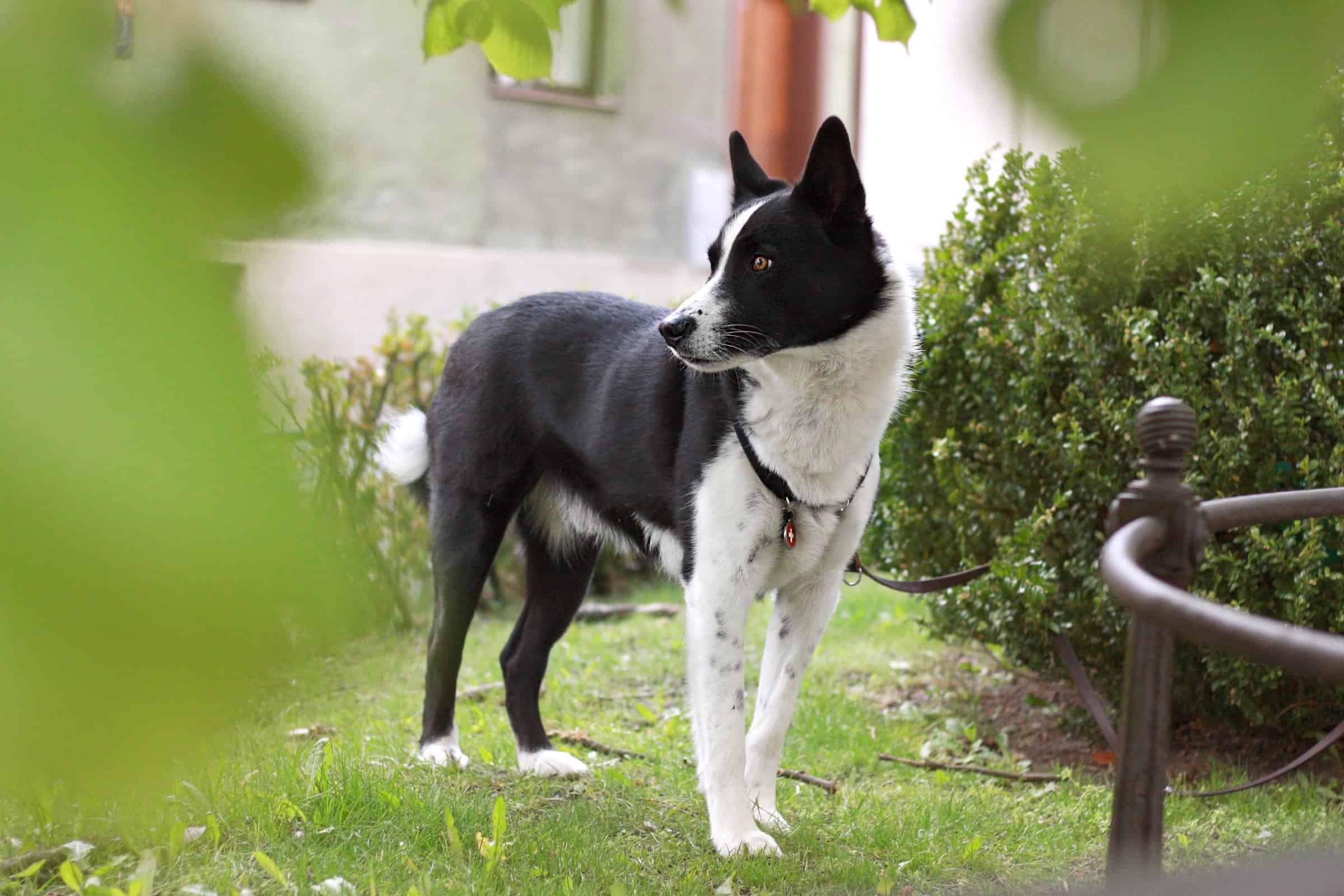 Bear Hunting Dogs 12 Dog Breeds Bred to Hunt Bears