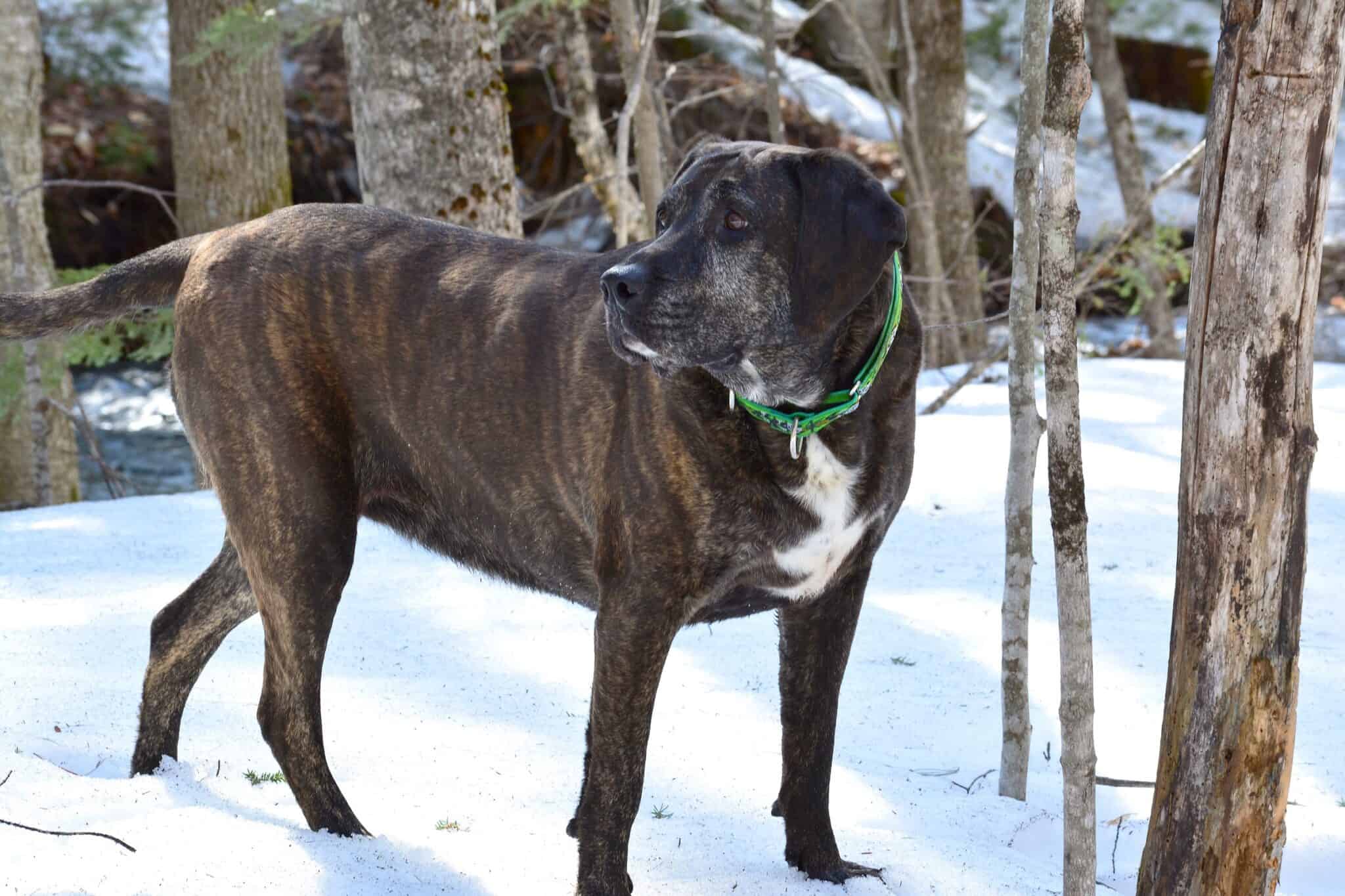 Bear Hunting Dogs 12 Dog Breeds Bred to Hunt Bears