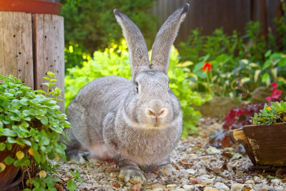 Flemish Giant Rabbits for Sale in the USA (2024) Our Top Picks!