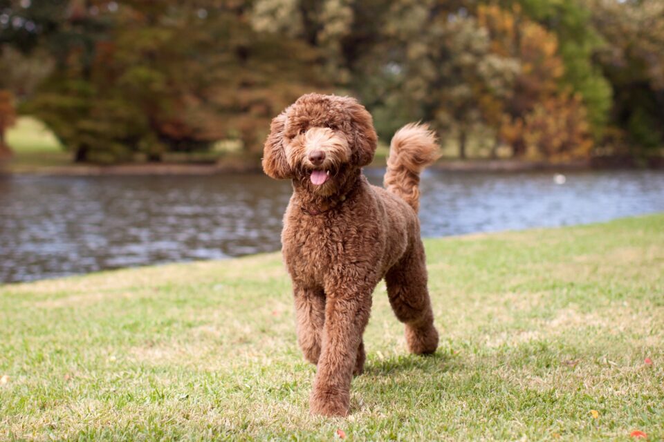 How Much to Feed a Labradoodle (Puppy & Adult Feeding Chart)