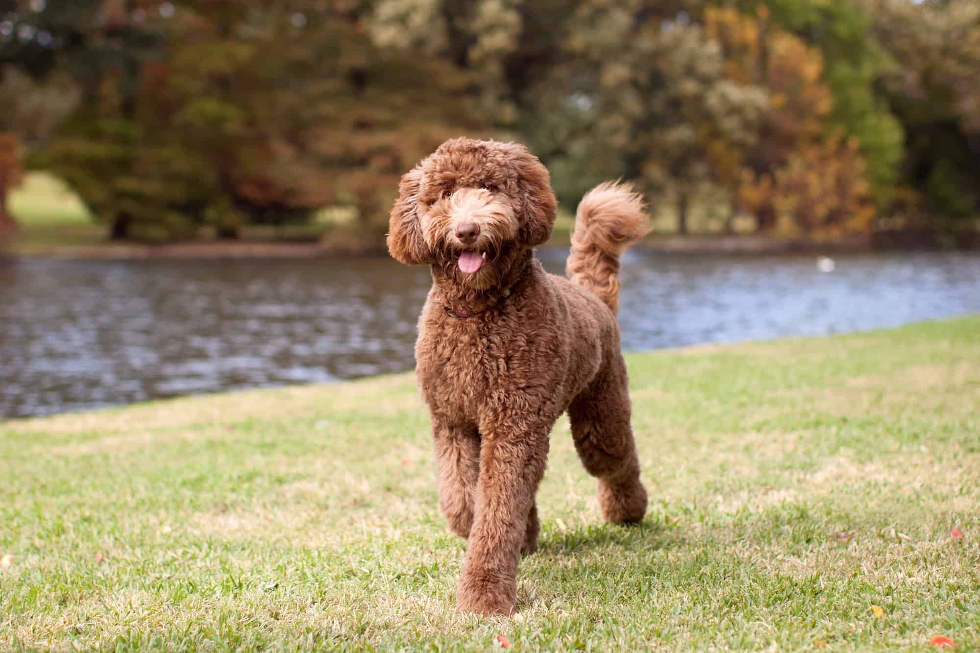 How Much to Feed a Labradoodle (Puppy & Adult Feeding Chart)