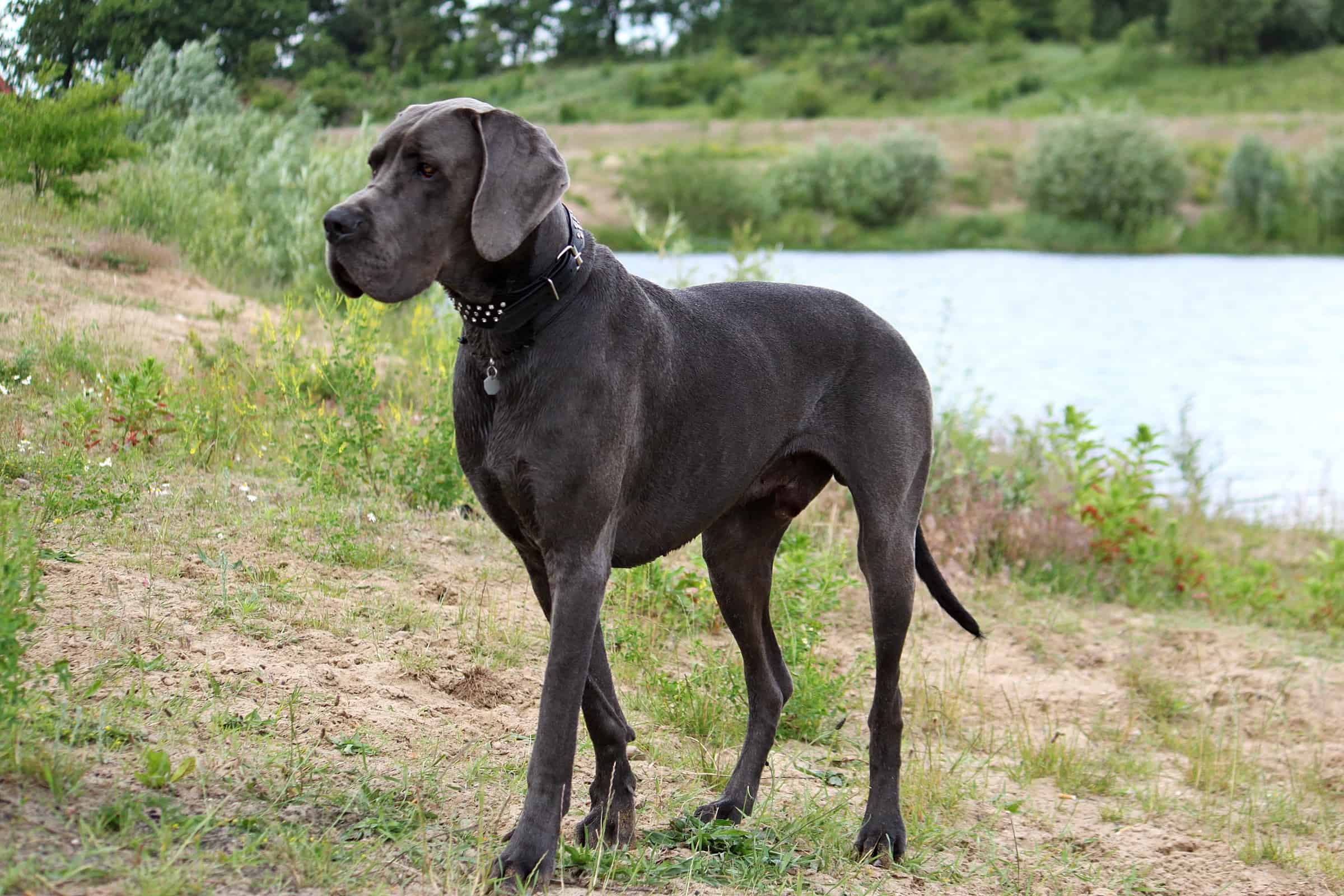 Black Great Dane Facts Traits Genetics More With Pictures black-great-dane-facts-traits-genetics-more-with-pictures