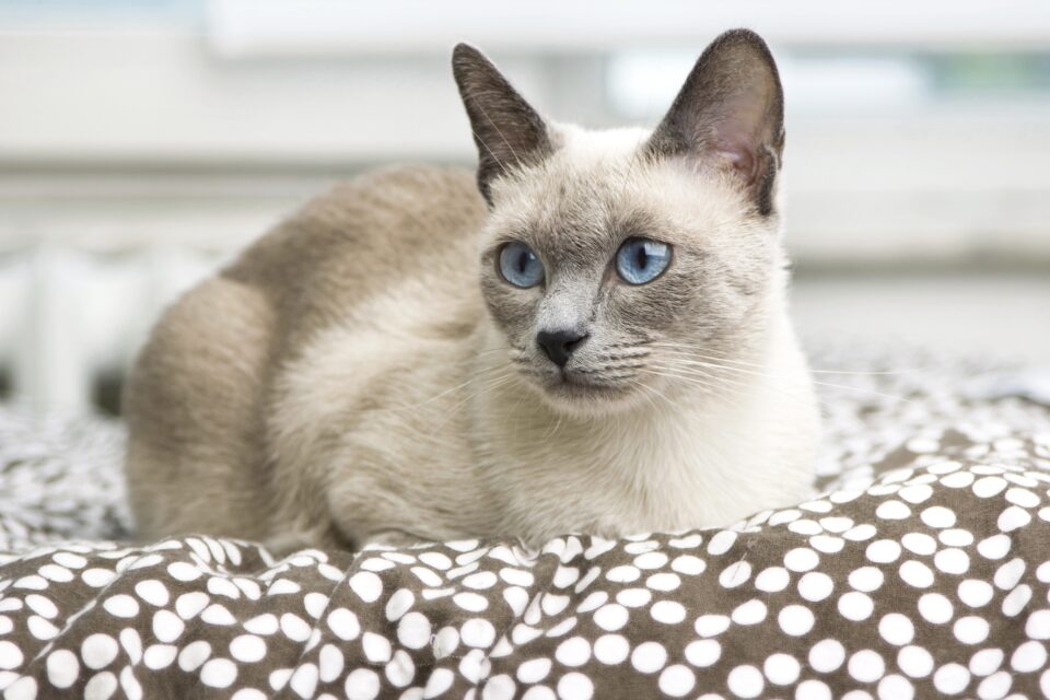 7 Grey Cat Breeds With Blue Eyes You'll Love (With Pictures)