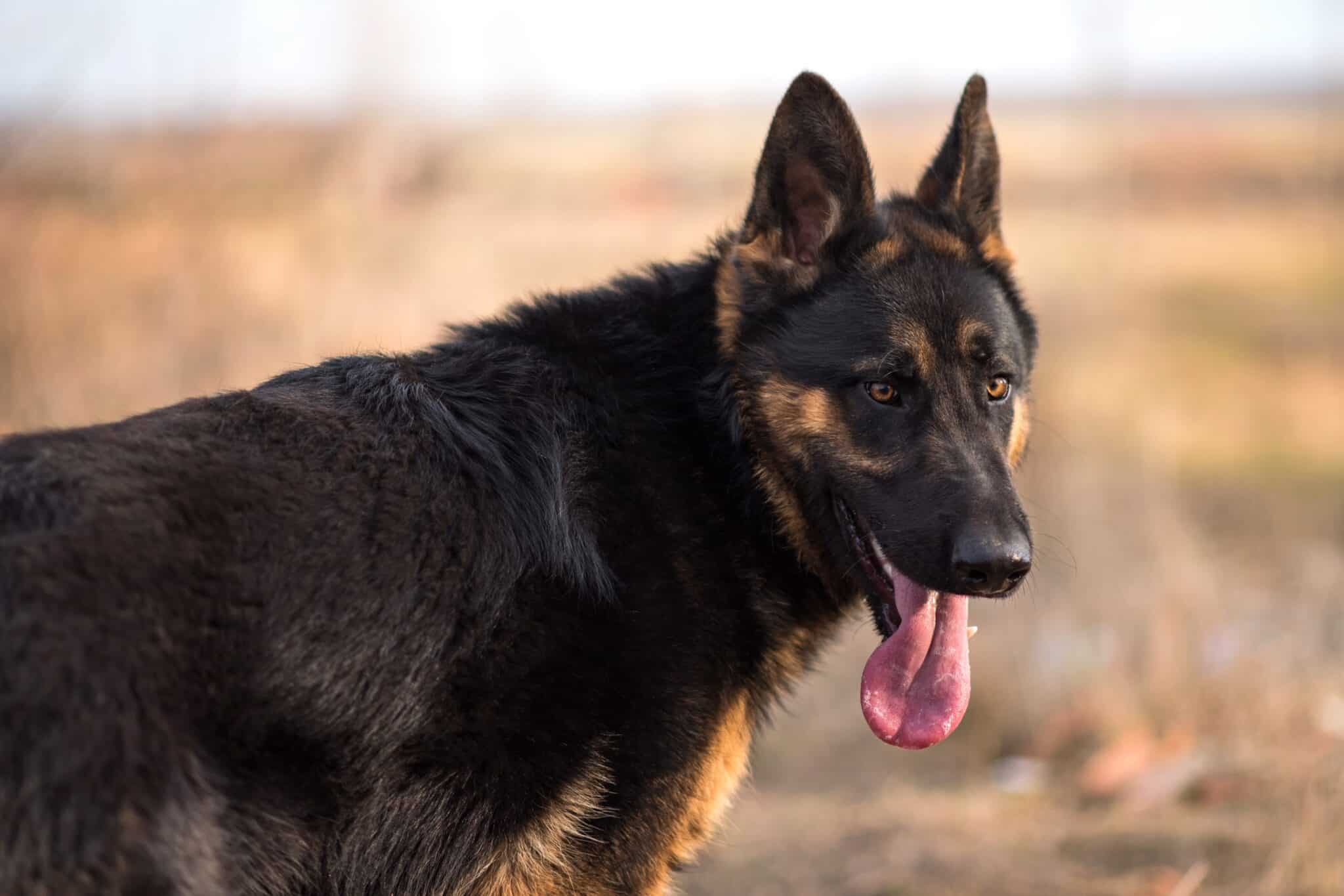 Black Wolf Dog Everything You Need to Know (With Pictures)