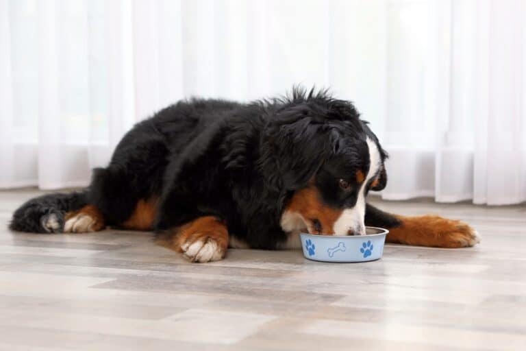 How Much to Feed a Bernese Mountain Dog (Puppy & Adult Feeding Chart)