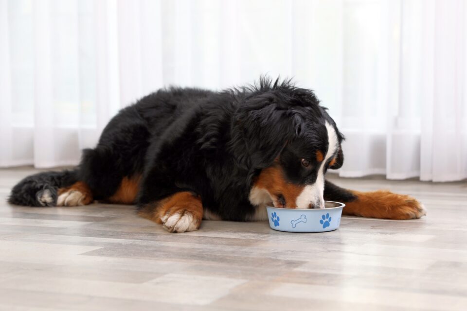 How Much to Feed a Bernese Mountain Dog (Puppy & Adult Feeding Chart)