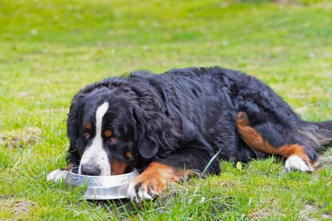 How Much to Feed a Bernese Mountain Dog (Puppy & Adult Feeding Chart)