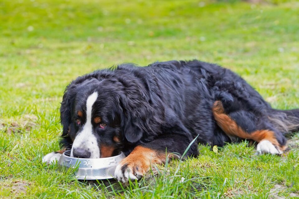How Much to Feed a Bernese Mountain Dog (Puppy & Adult Feeding Chart)