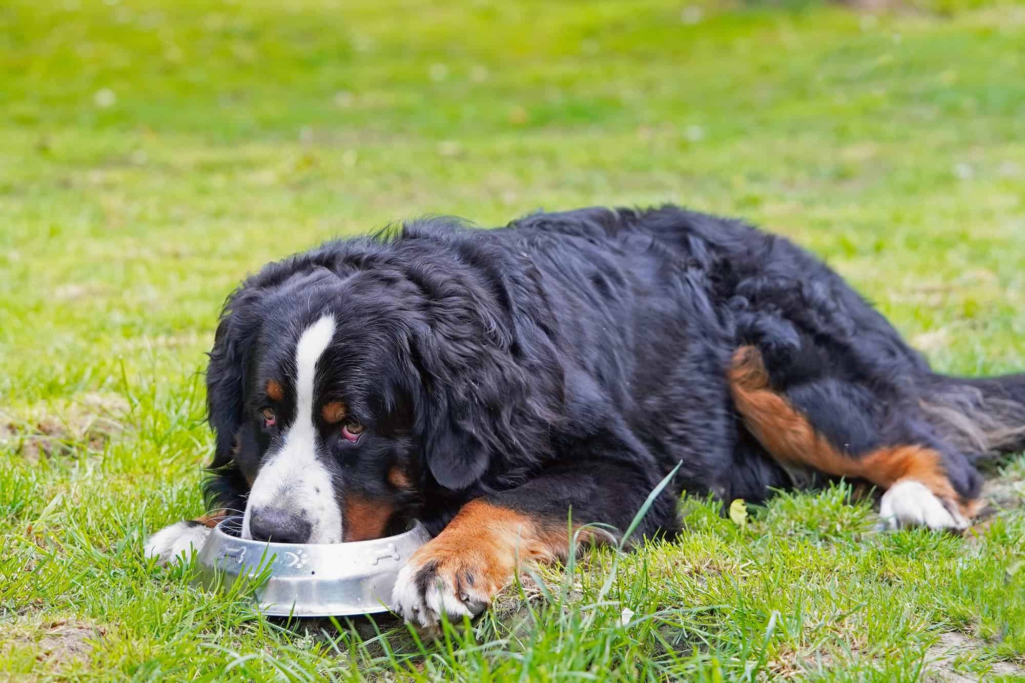 bernese mountain dog bow tie