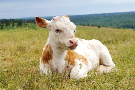 10 Places to Find Mini Cows for Sale (2025): Our Top 10 Picks!