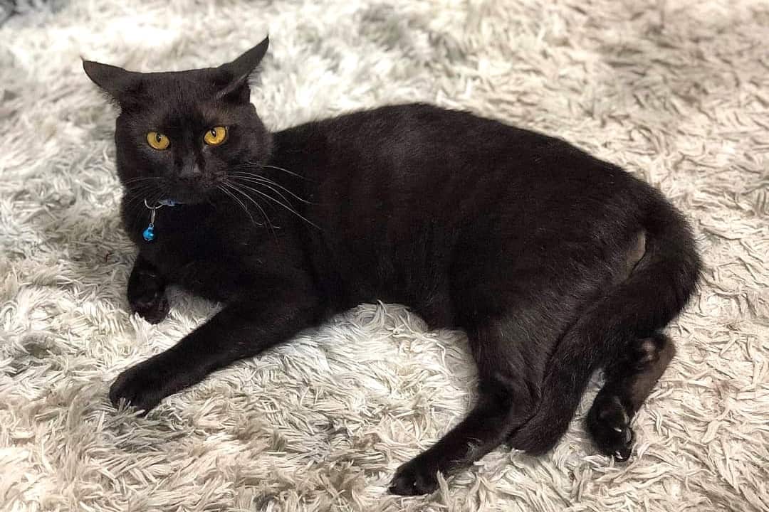 Black Bengal cat laying on carpet comfortably