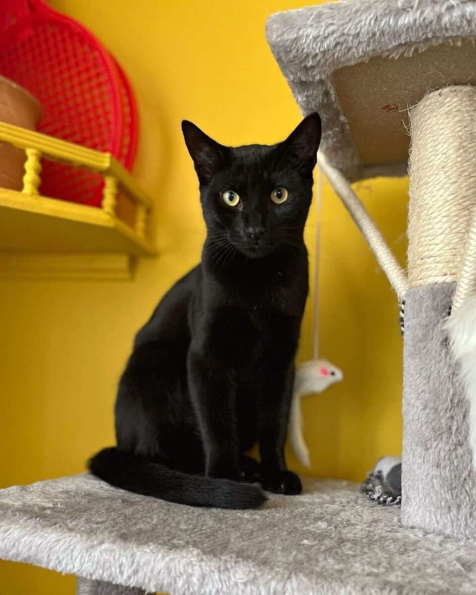 Black Bengal cat sitting on cat tree