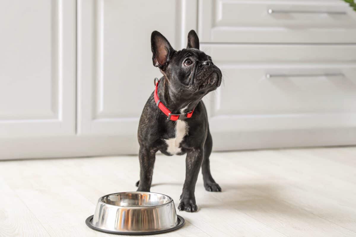 Black Boston Terrier with dog food at home