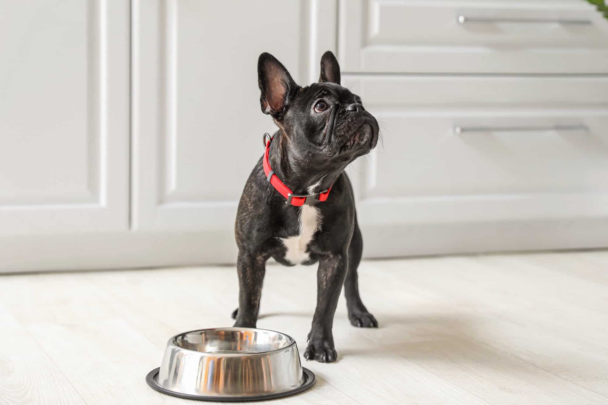 How Much to Feed a Boston Terrier (Feeding Chart & Guide)
