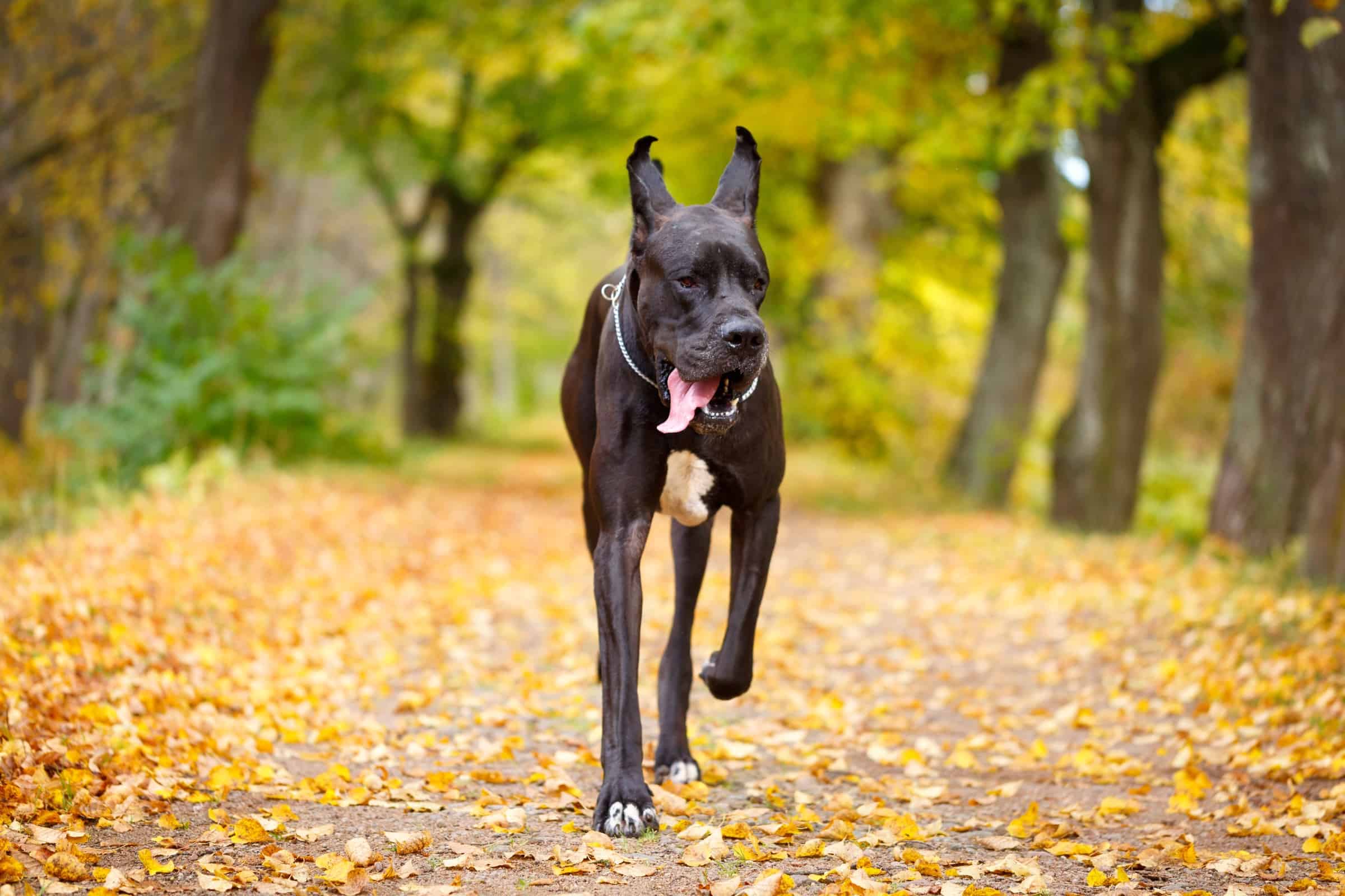 Black Great Dane Facts, Traits, & More (With Pictures)