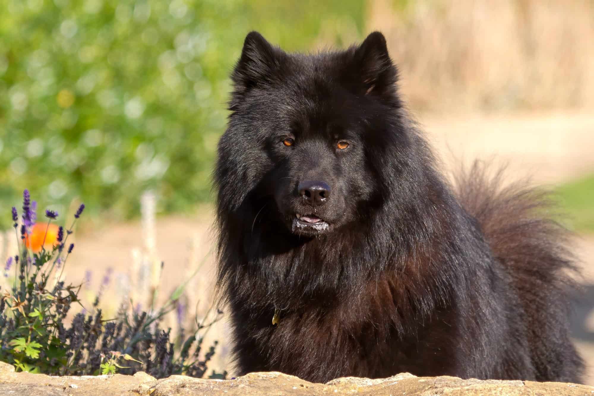Black Samoyed Do Black Samoyeds Actually Exist?