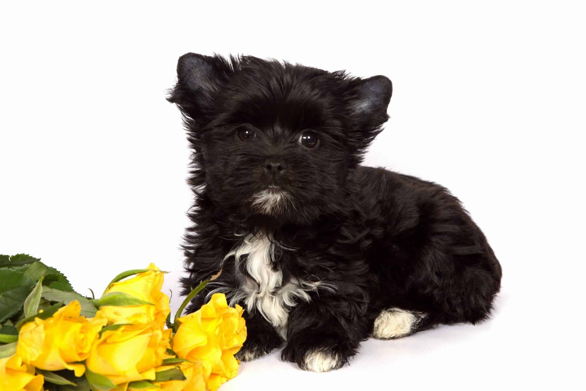 Black Yorkie Facts, Traits & More (With Pictures)
