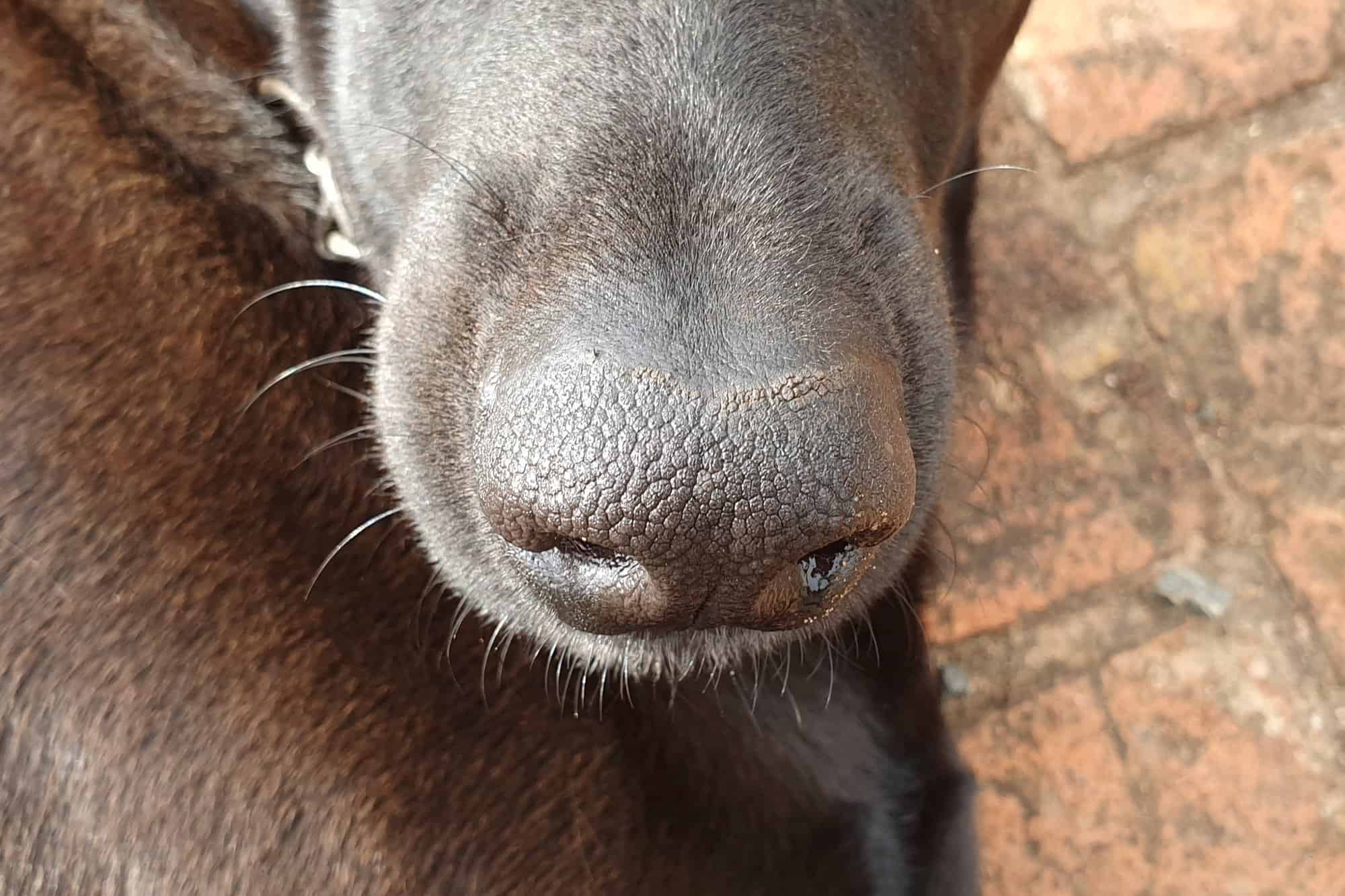 Crusty Dog Noses (Nasal Hyperkeratosis) Causes & Treatments