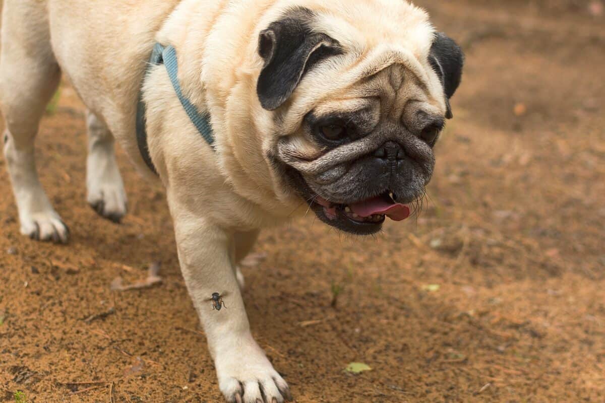 Black fly trying to bite the Pug dog