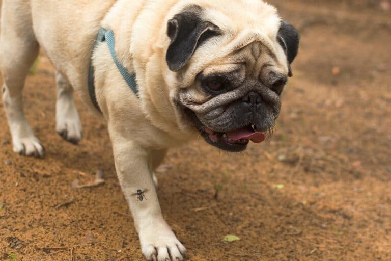 Black Fly Bites on Dogs Symptoms & Treatments (With FAQs)