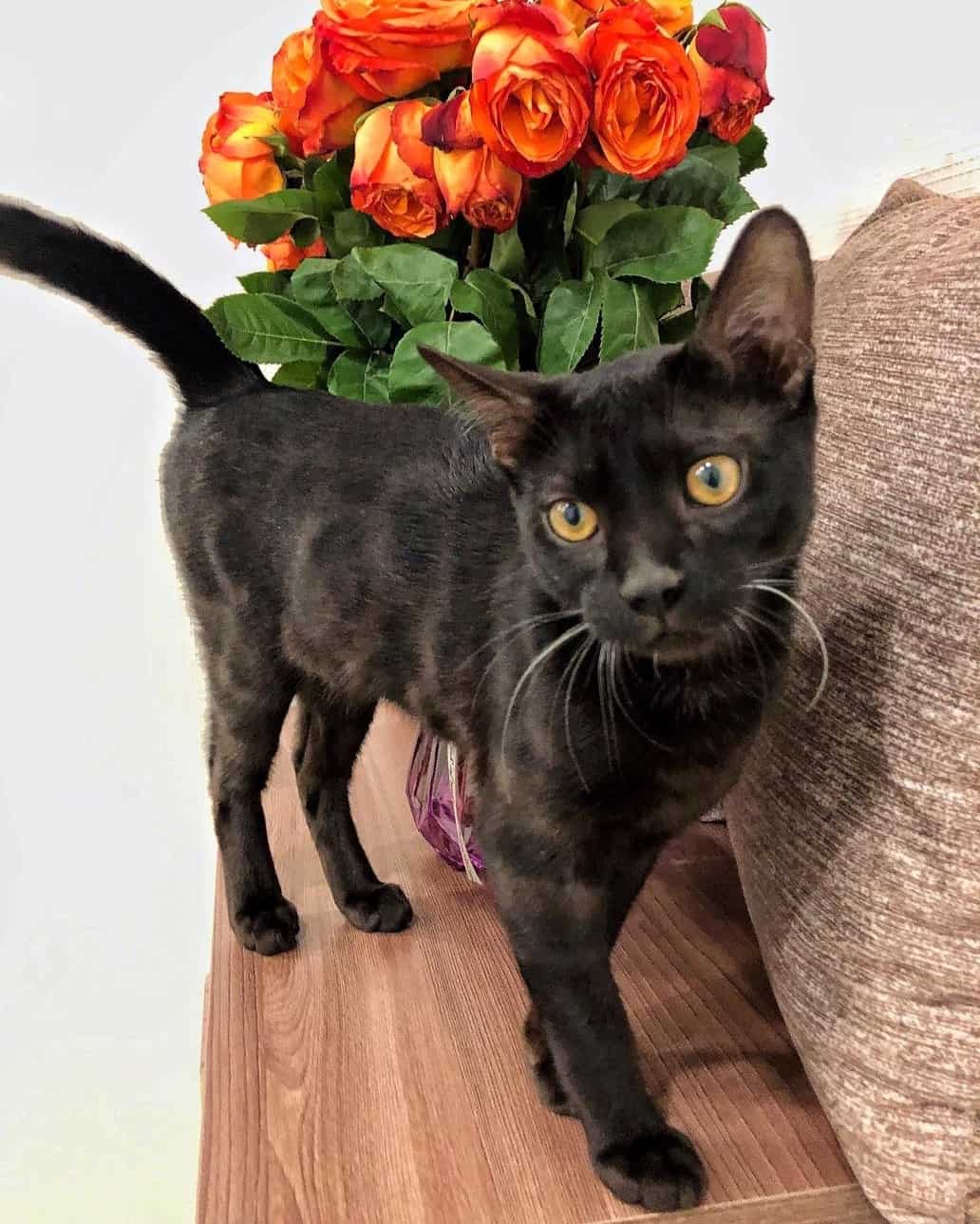 Black Bengal Cat Facts About the Melanistic Bengal (With Pictures)