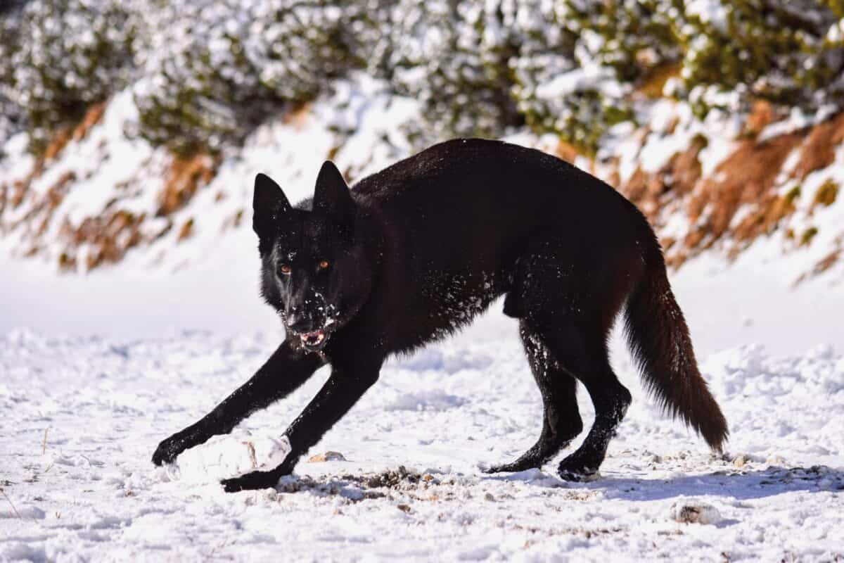 Black Wolf Hybrids Black Wolf Hybrids