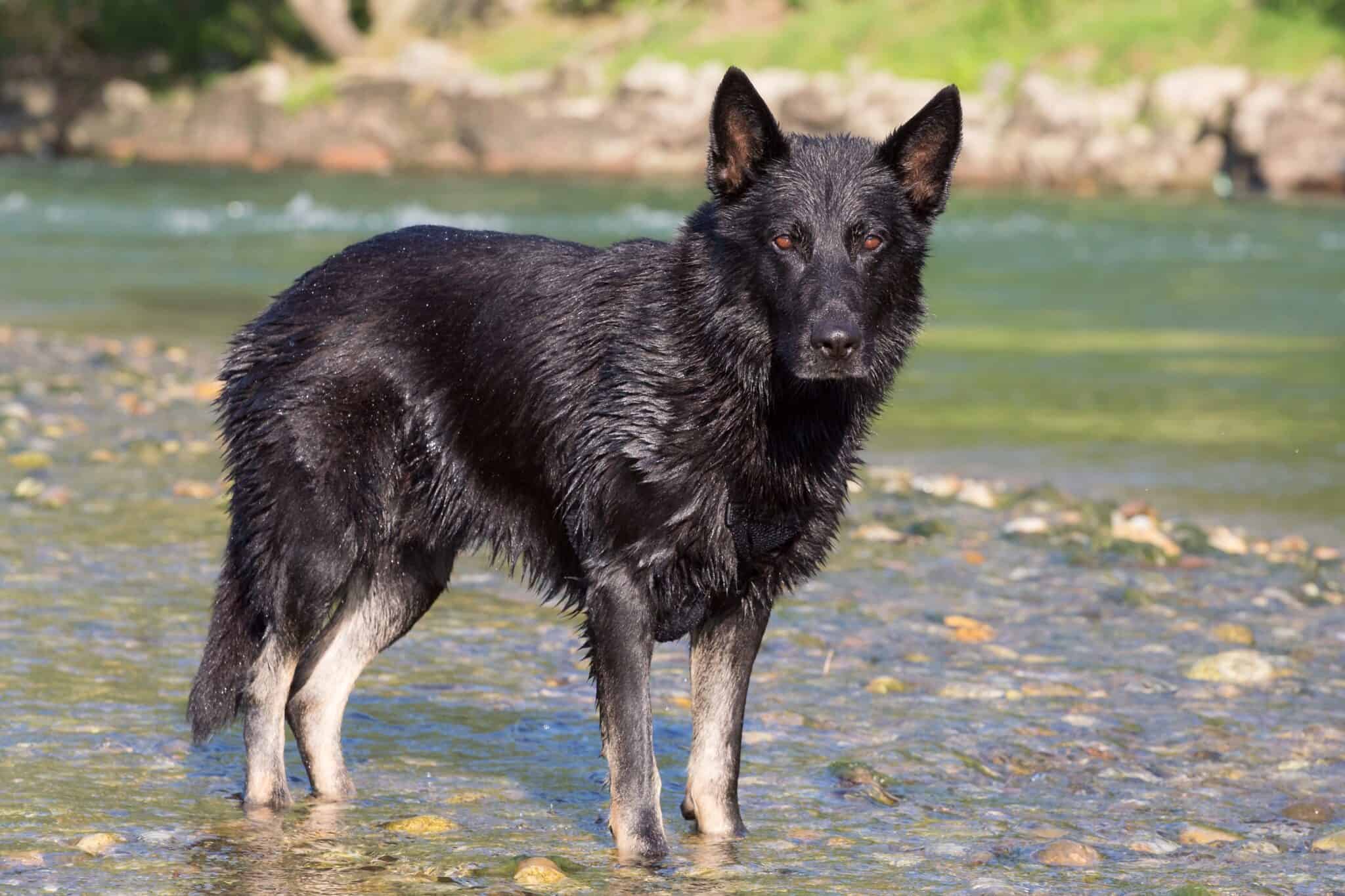 Black Wolf Dog Everything You Need to Know (With Pictures)