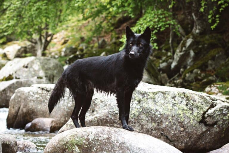 Black Wolf Dog Everything You Need to Know (With Pictures)