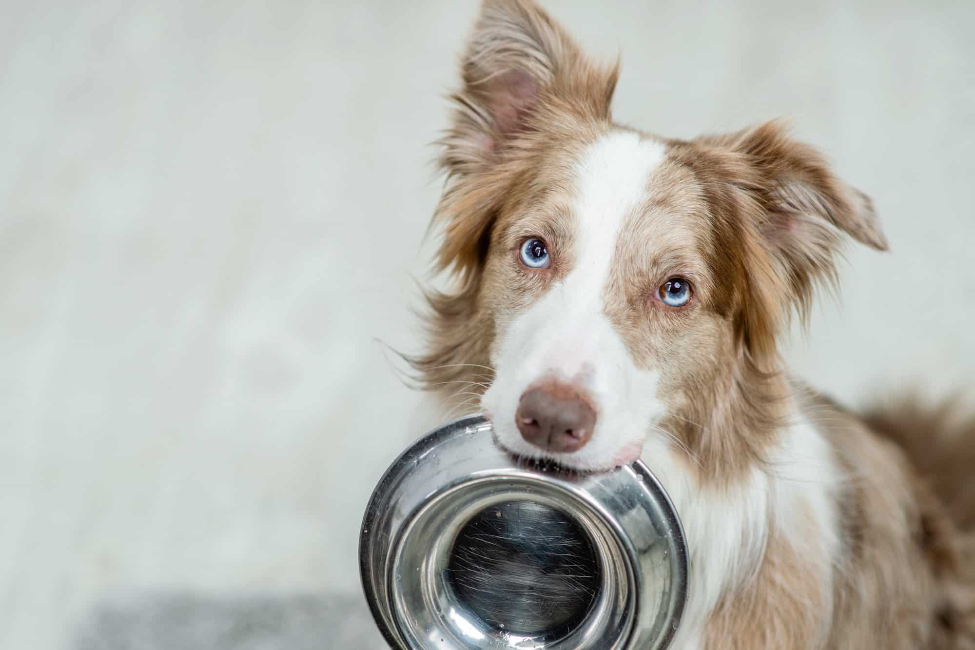 How Much to Feed a Border Collie (Puppy & Adult Feeding Chart)
