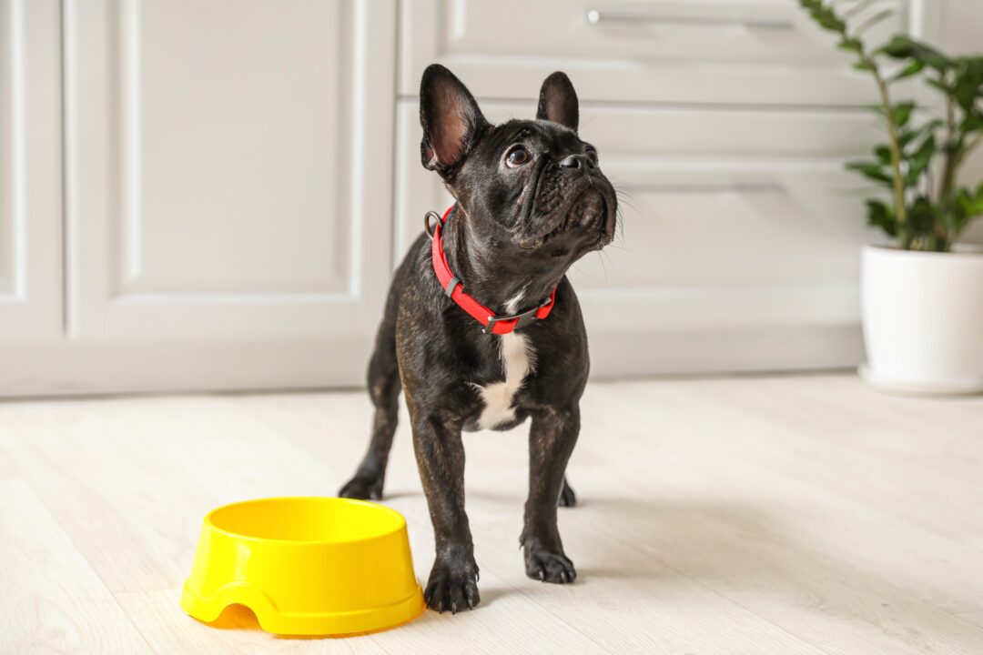 How Much to Feed a Boston Terrier (Feeding Chart & Guide)