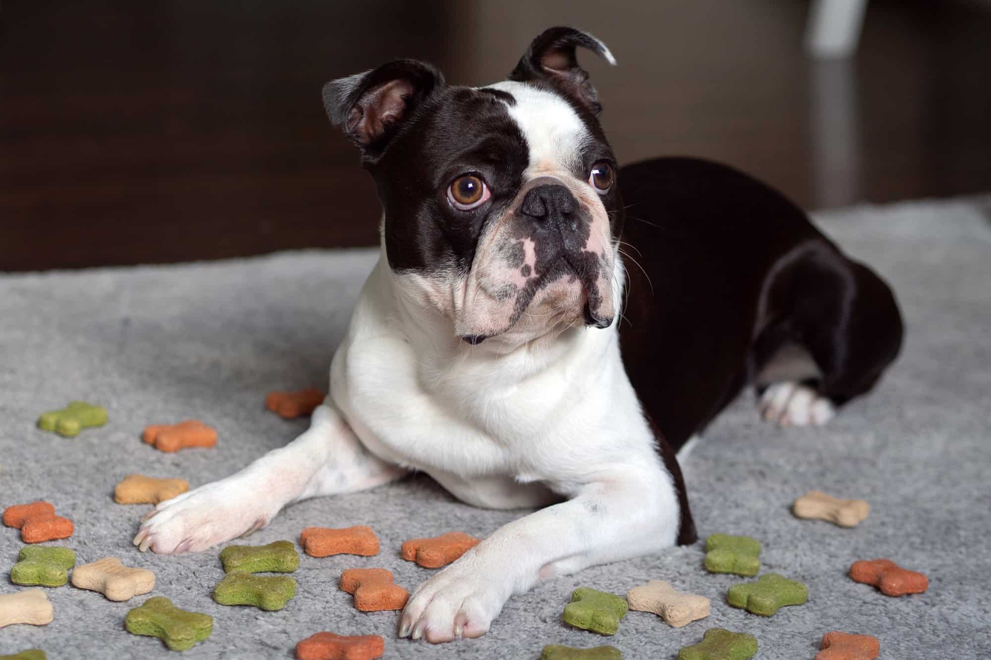 How Much to Feed a Boston Terrier (Feeding Chart & Guide)