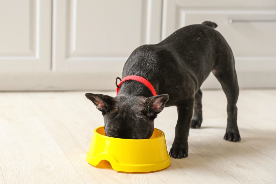 How Much to Feed a Boston Terrier (Feeding Chart & Guide)