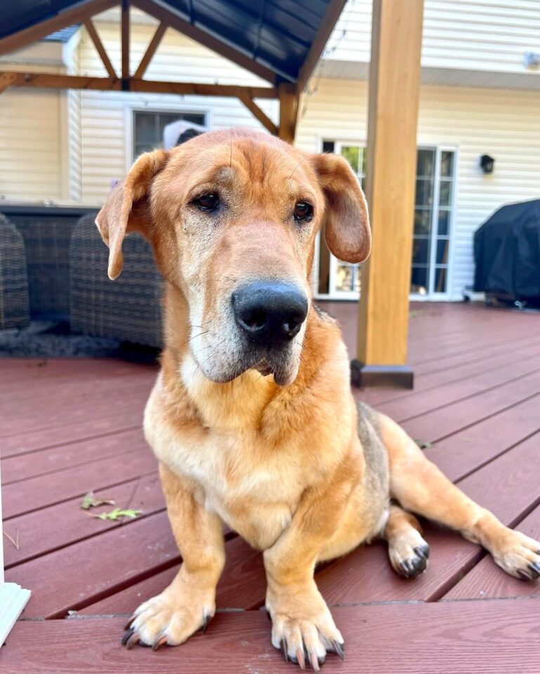 Walrus Dog (Shar-Pei & Basset Hound Mix) Info, Pictures, Facts, FAQs & More