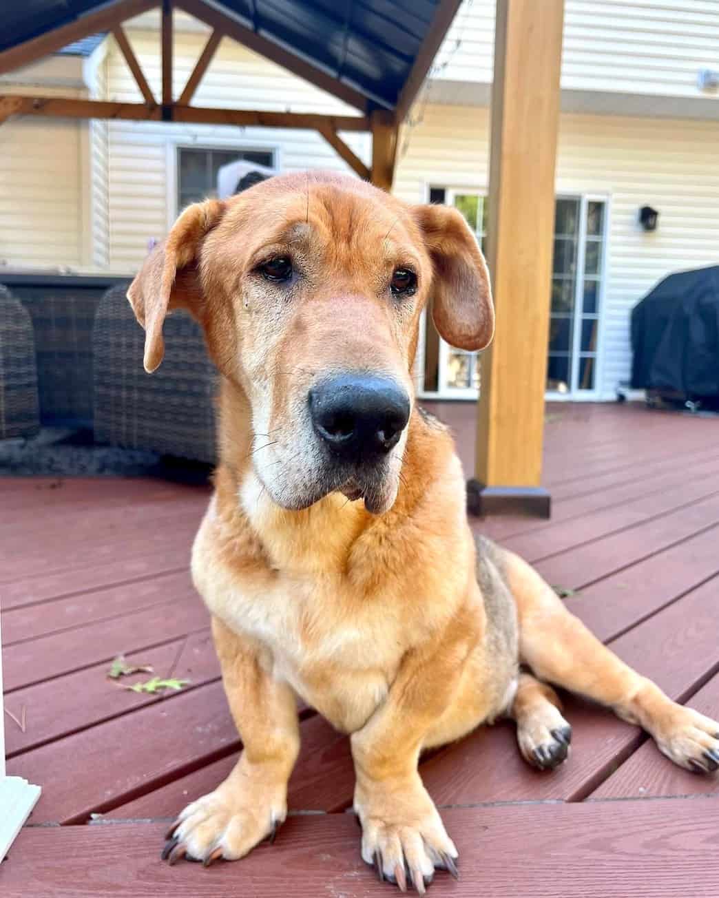 Walrus Dog (Shar-Pei & Basset Hound Mix) Info, Pictures, Facts, FAQs & More