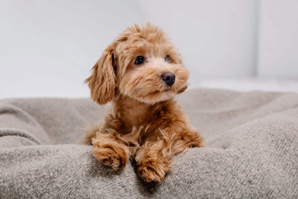 Brown chocolate Maltipoo dog in studio