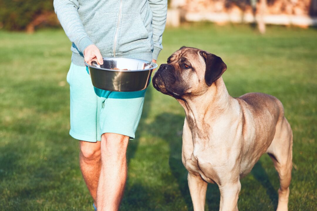How Much to Feed a Cane Corso (Puppy & Adult Feeding Chart)