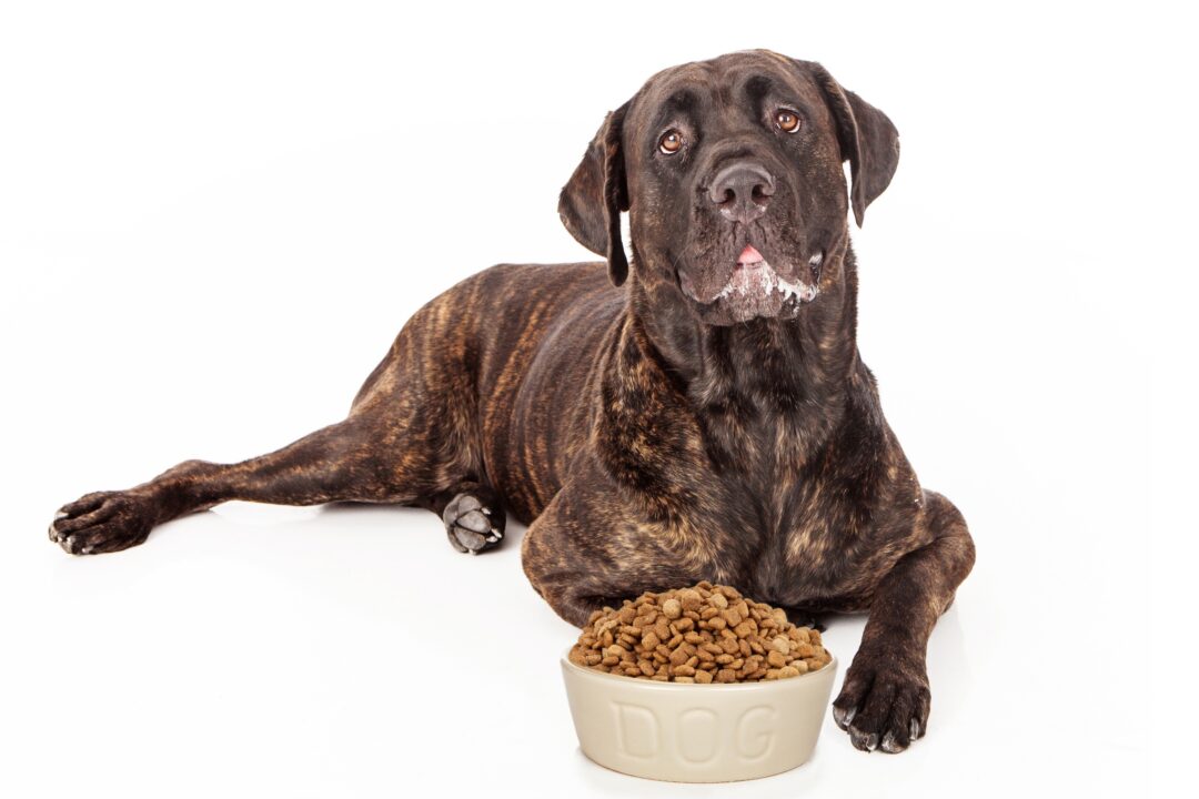 How Much to Feed a Cane Corso (Puppy & Adult Feeding Chart)
