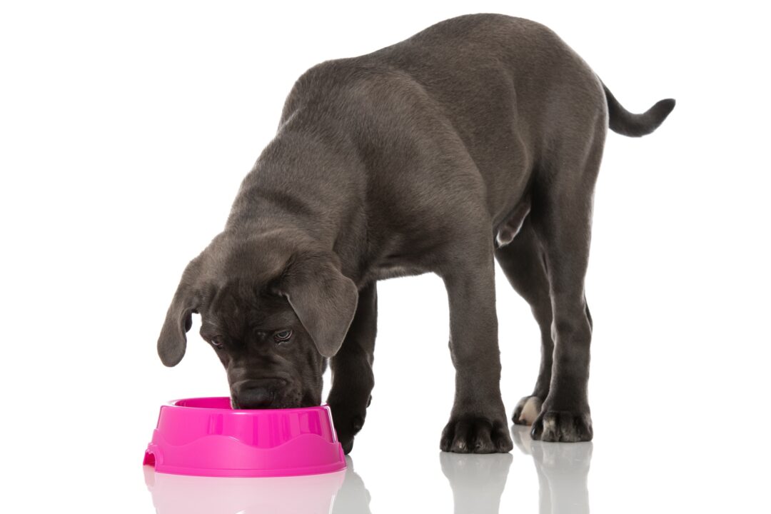 How Much to Feed a Cane Corso (Puppy & Adult Feeding Chart)