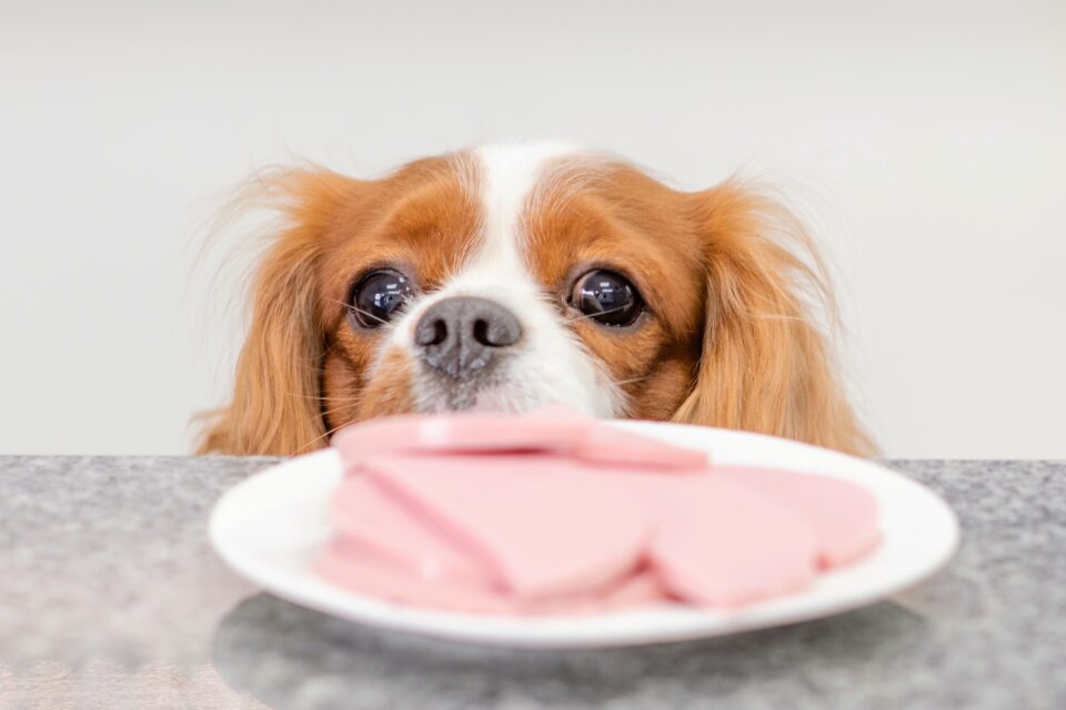 How Much to Feed a Cavalier King Charles Spaniel (Puppy & Adult Feeding Chart)
