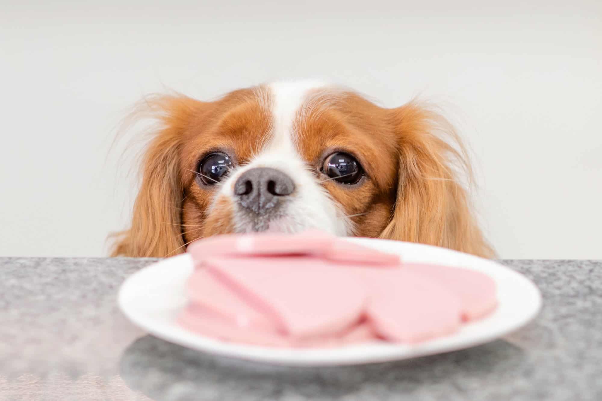 How Much to Feed a Cavalier King Charles Spaniel (Puppy & Adult Feeding Chart)