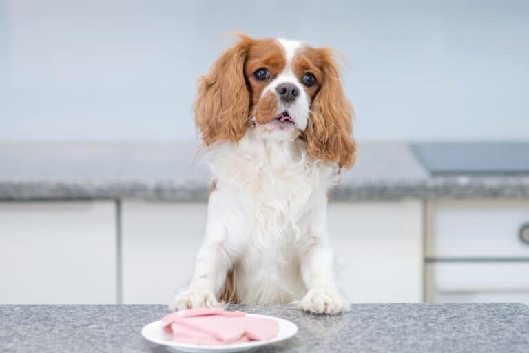 How Much to Feed a Cavalier King Charles Spaniel (Puppy & Adult Feeding Chart)