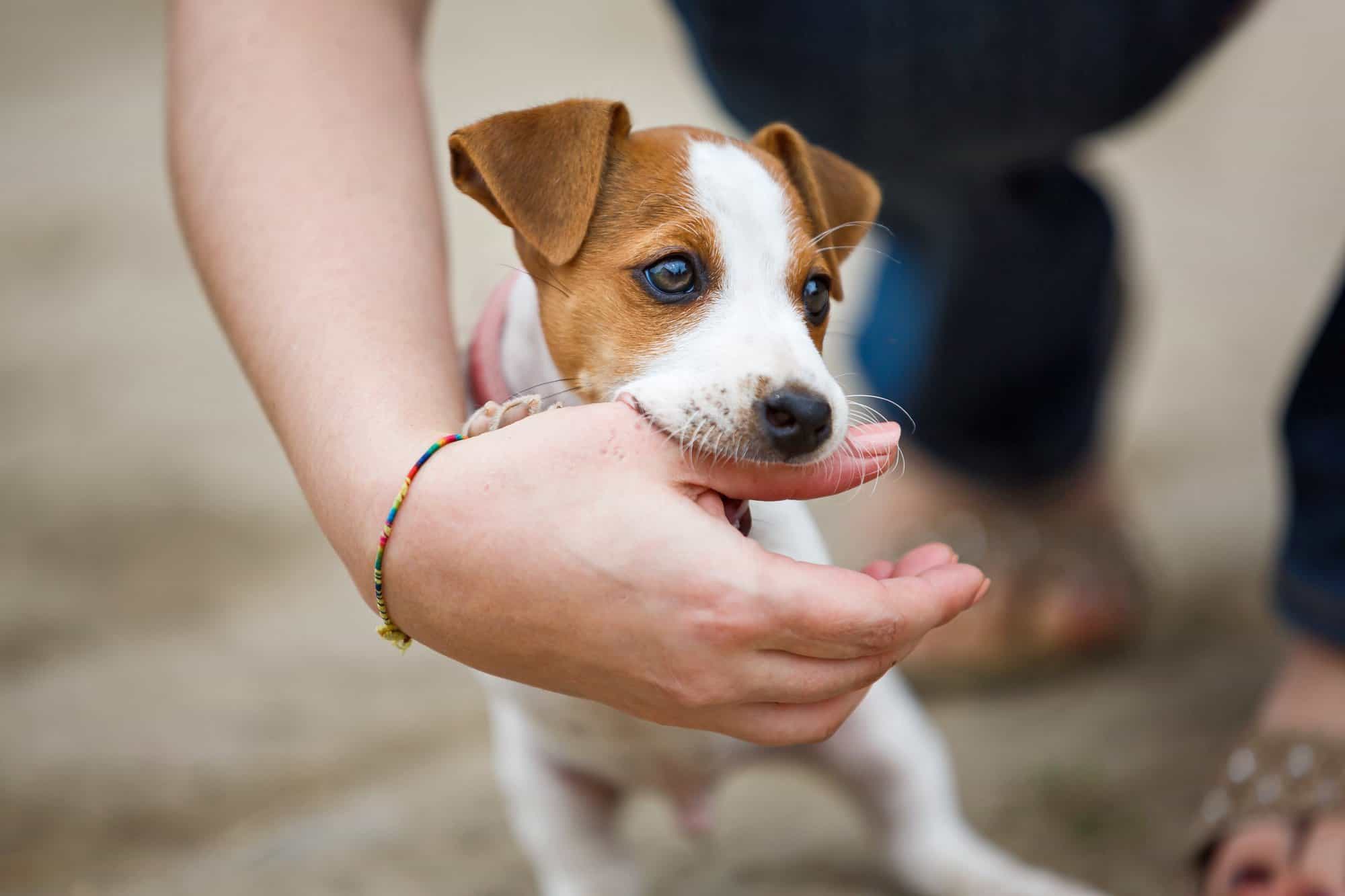 Why Does My Dog Nibble on Me With His Front Teeth?
