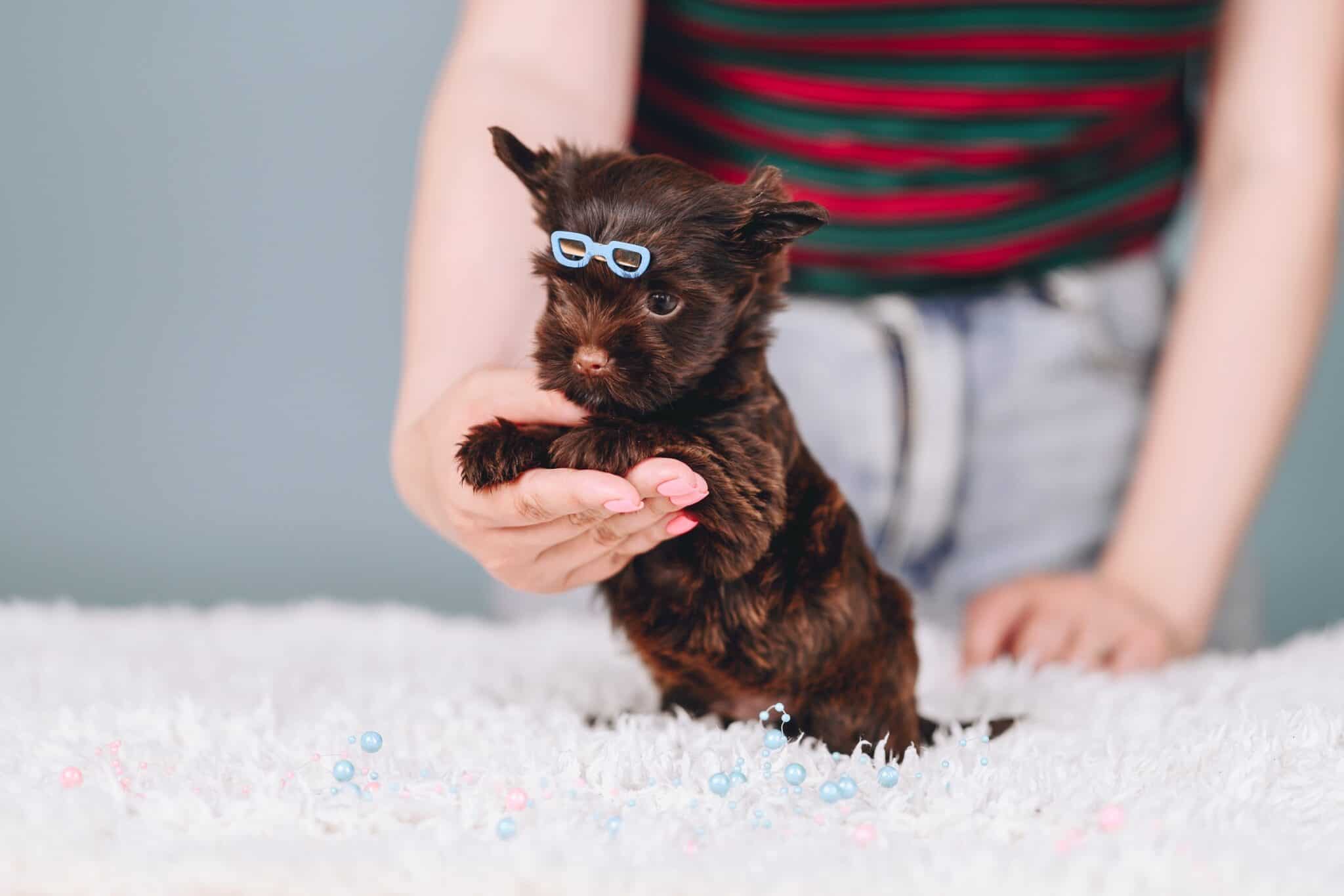 Chocolate Yorkie (Brown Yorkie) Everything You Need to Know