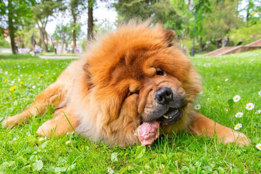 how-much-to-feed-a-chow-chow-puppy-adult-feeding-chart
