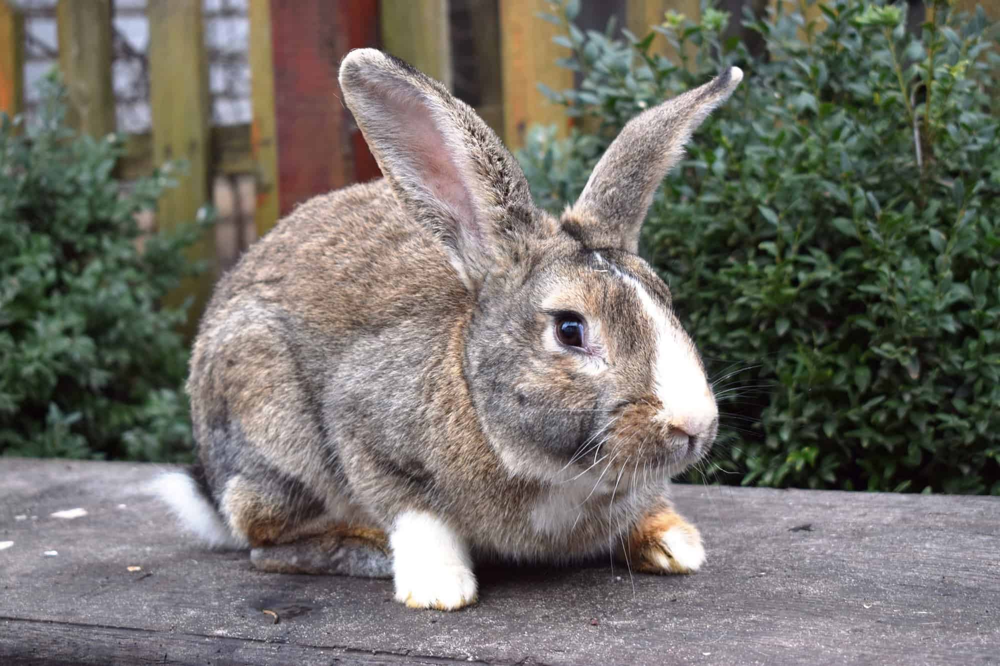 Flemish Giant Rabbits for Sale in the USA (2024) Our Top Picks!