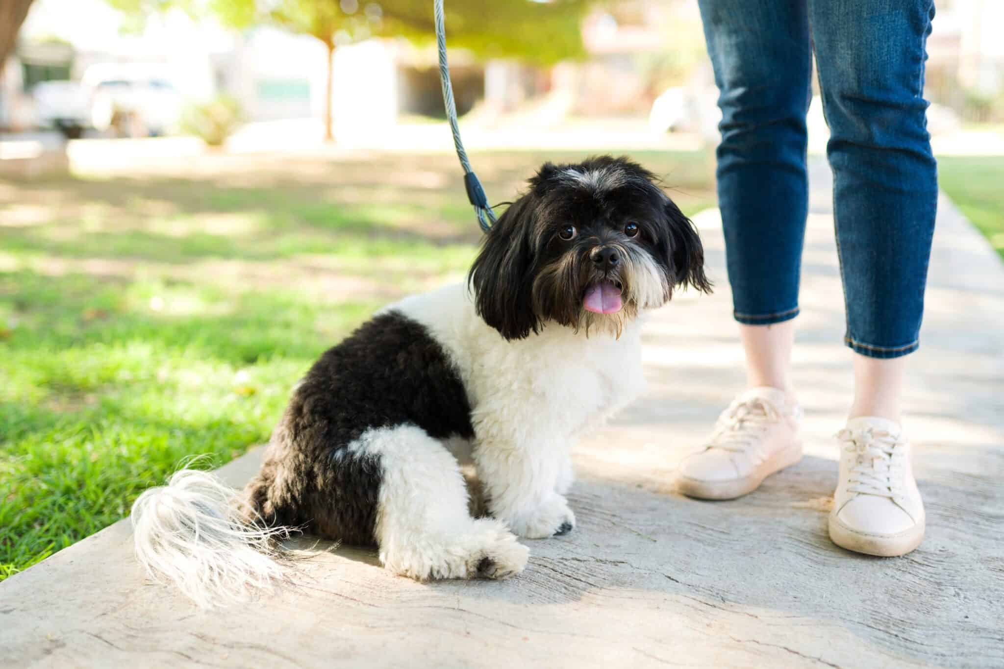 Black and White Shih Tzu Everything You Need to Know