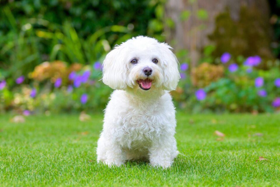 How Much to Feed a Havanese (Puppy & Adult Feeding Chart)