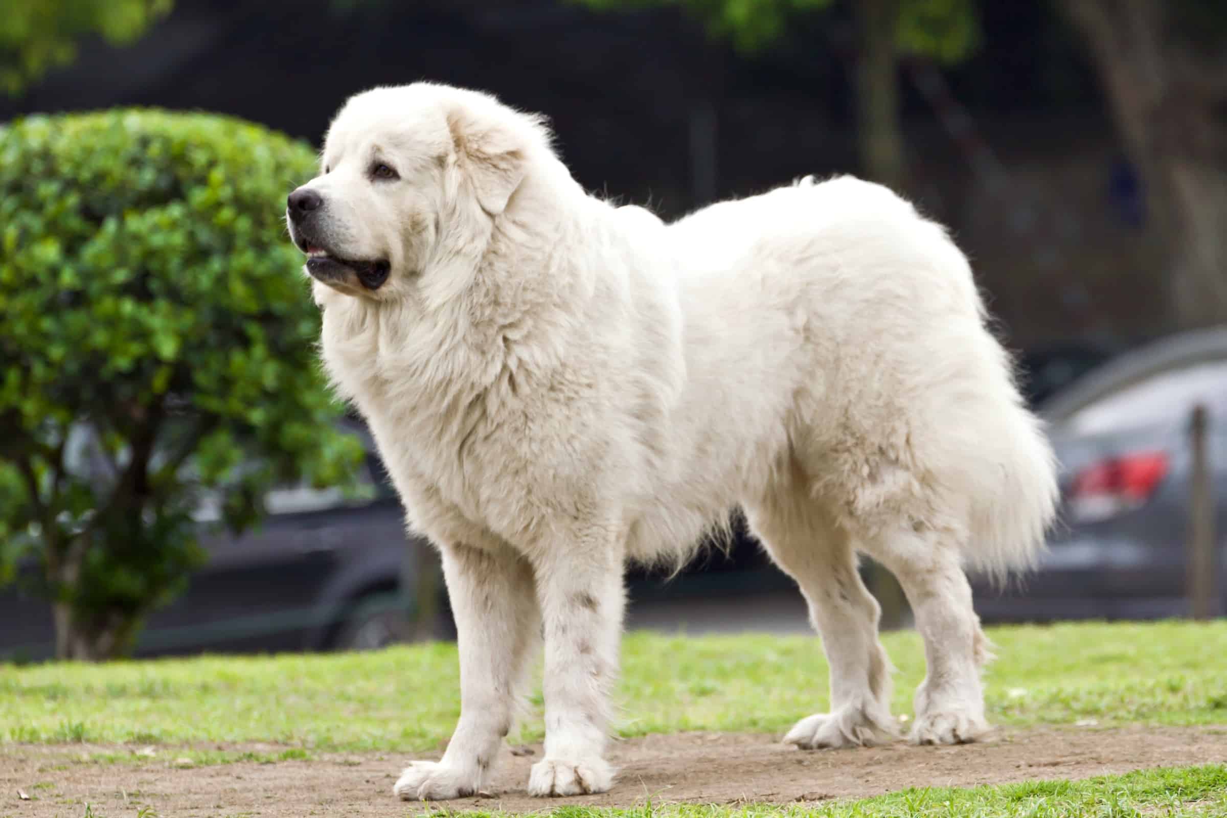 How Much to Feed a Great Pyrenees (Feeding Chart & Guide)
